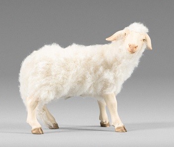 Schaf zurückschauend mit Wolle Heide Nr. W36101