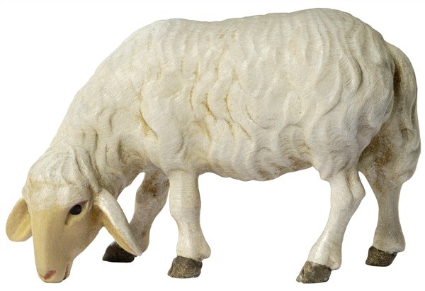 Schaf grasend, Kopf links