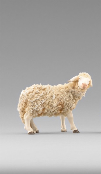Schaf zurückschauend Heide Nr. 236101